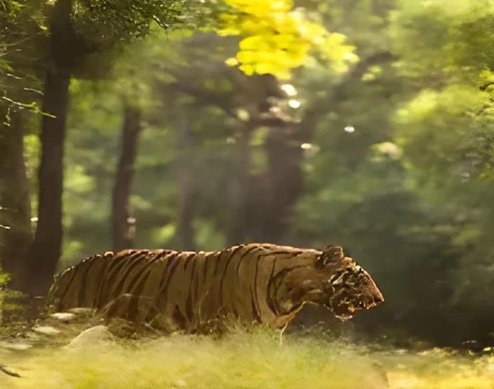 Corbett